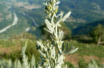 Assenzio