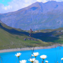 Erbe e Naturopatia Alpina